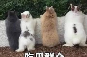 吃瓜娱乐汪,揭秘娱乐圈那些事儿
