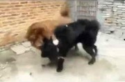 爆料狗狗打架视频播放大全,视频大全揭秘动物世界冲突瞬间